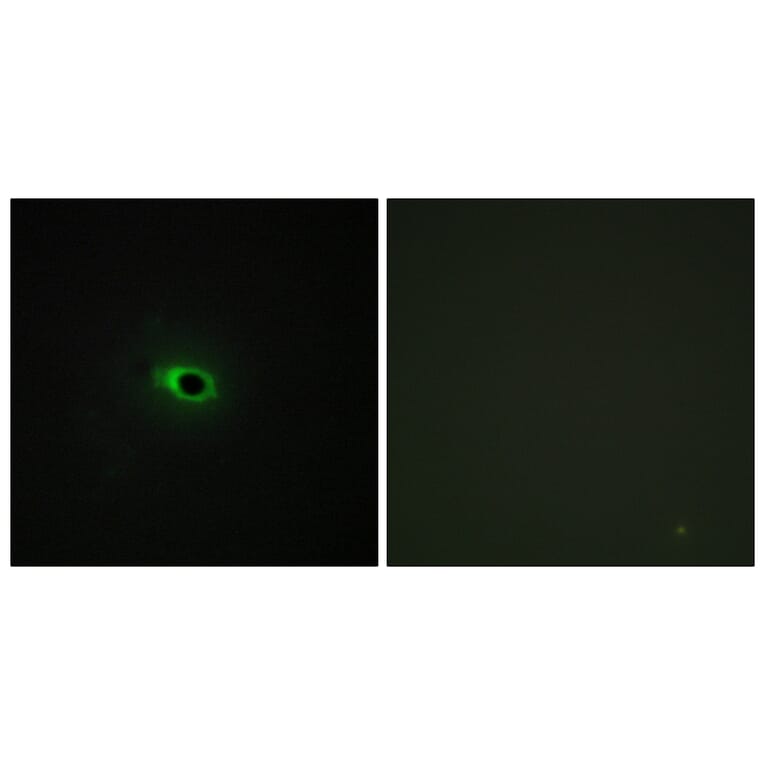 Immunofluorescence - Anti-Collagen XII alpha1 Antibody (C12216) - Antibodies.com