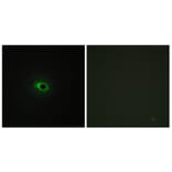 Immunofluorescence - Anti-Collagen XII alpha1 Antibody (C12216) - Antibodies.com