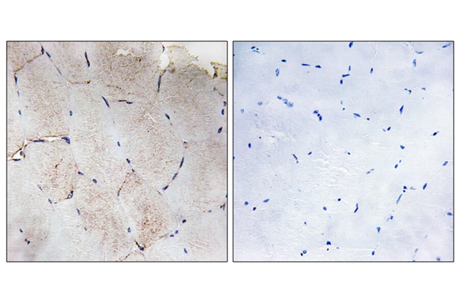 Immunohistochemistry - Anti-Collagen XII alpha1 Antibody (C12216) - Antibodies.com