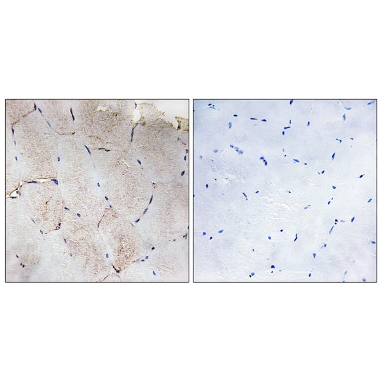 Immunohistochemistry - Anti-Collagen XII alpha1 Antibody (C12216) - Antibodies.com