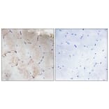 Immunohistochemistry - Anti-Collagen XII alpha1 Antibody (C12216) - Antibodies.com