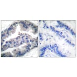 Immunohistochemistry - Anti-BIK (phospho Thr33) Antibody (A0053) - Antibodies.com