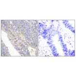 Immunohistochemistry - Anti-BIK (phospho Thr33) Antibody (A0053) - Antibodies.com