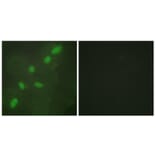 Immunofluorescence - Anti-hnRNP A2 + B1 Antibody (C10452) - Antibodies.com