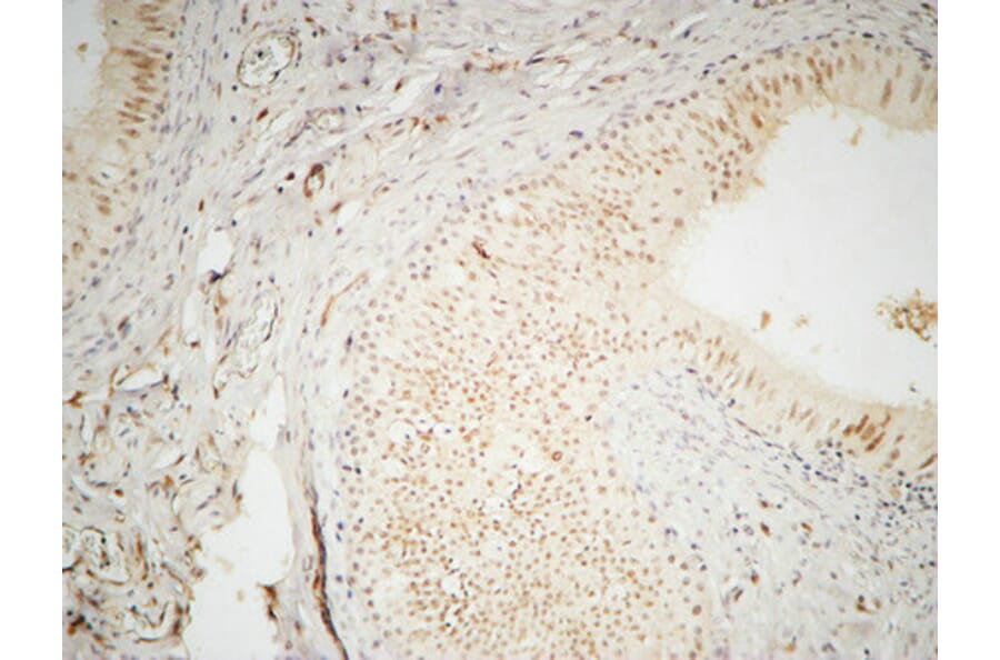 Immunohistochemistry - Anti-hnRNP A2 + B1 Antibody (C10452) - Antibodies.com