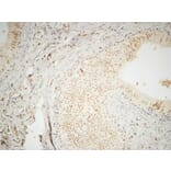 Immunohistochemistry - Anti-hnRNP A2 + B1 Antibody (C10452) - Antibodies.com