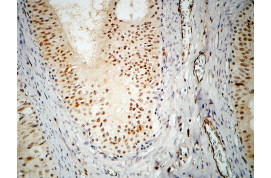 Immunohistochemistry - Anti-hnRNP A2 + B1 Antibody (C10452) - Antibodies.com
