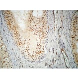 Immunohistochemistry - Anti-hnRNP A2 + B1 Antibody (C10452) - Antibodies.com