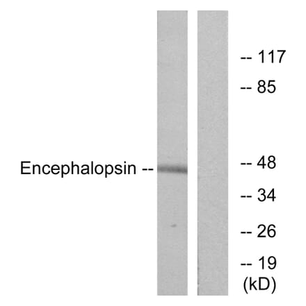 Western Blot - Anti-Encephalopsin Antibody (G093) - Antibodies.com