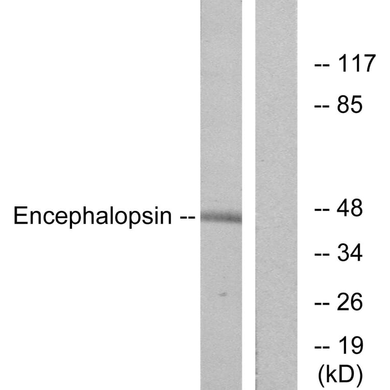 Western Blot - Anti-Encephalopsin Antibody (G093) - Antibodies.com