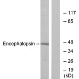 Western Blot - Anti-Encephalopsin Antibody (G093) - Antibodies.com