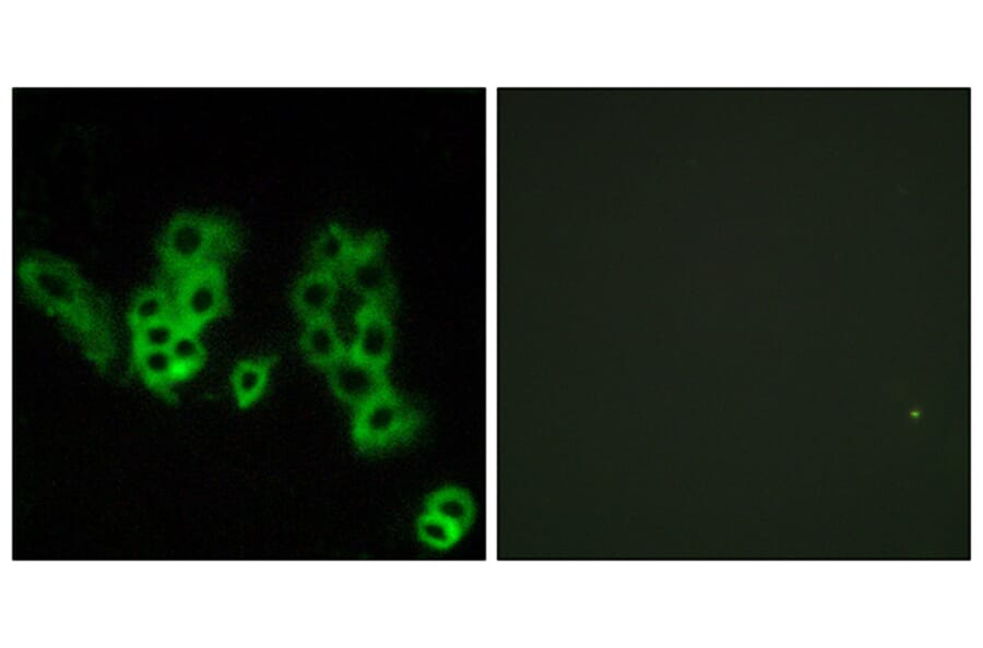 Immunofluorescence - Anti-Encephalopsin Antibody (G093) - Antibodies.com