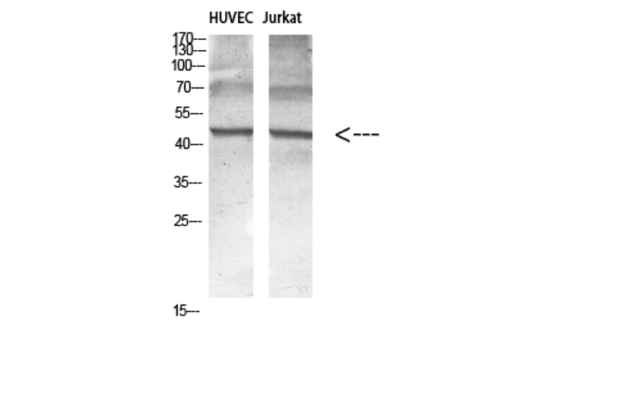 Western Blot - Anti-Encephalopsin Antibody (G093) - Antibodies.com