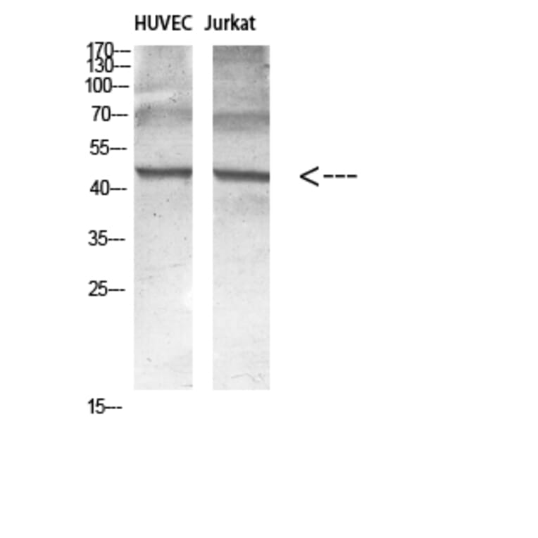 Western Blot - Anti-Encephalopsin Antibody (G093) - Antibodies.com