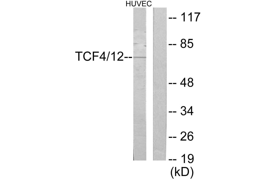 Western Blot - Anti-TCF4 + TCF12 Antibody (C19176) - Antibodies.com