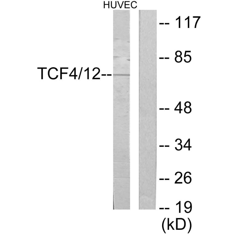 Western Blot - Anti-TCF4 + TCF12 Antibody (C19176) - Antibodies.com