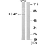 Western Blot - Anti-TCF4 + TCF12 Antibody (C19176) - Antibodies.com