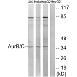 Western Blot - Anti-Aurora B + C Antibody (B1137) - Antibodies.com