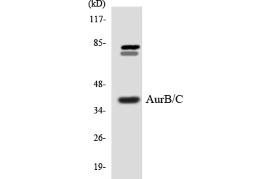 Western Blot - Anti-Aurora B + C Antibody (R12-2525) - Antibodies.com