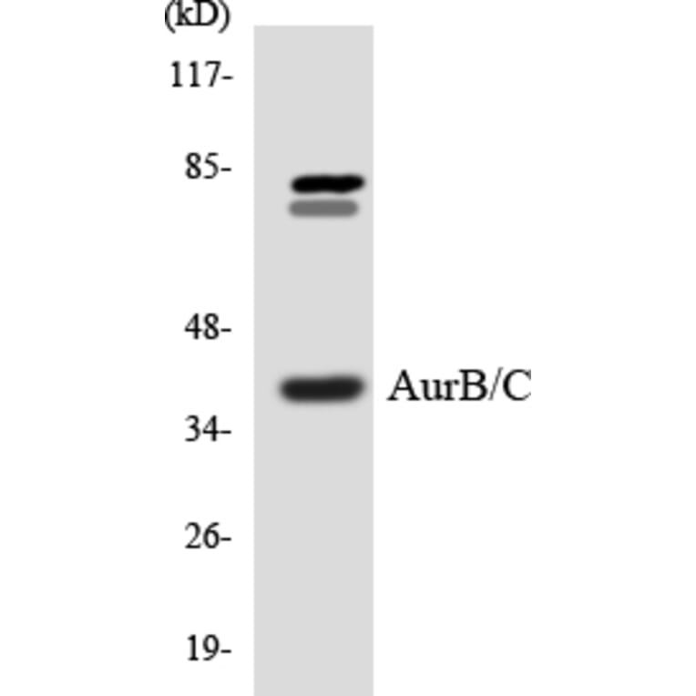Western Blot - Anti-Aurora B + C Antibody (R12-2525) - Antibodies.com