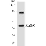 Western Blot - Anti-Aurora B + C Antibody (R12-2525) - Antibodies.com