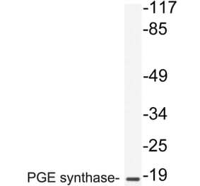 Western Blot - Anti-PGE synthase Antibody (R12-2303) - Antibodies.com