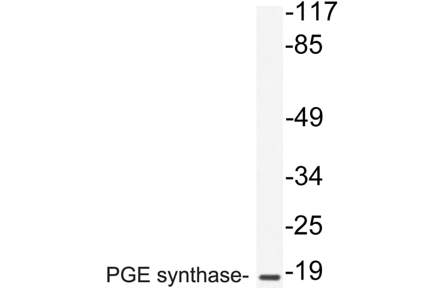 Western Blot - Anti-PGE synthase Antibody (R12-2303) - Antibodies.com