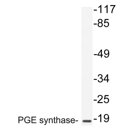 Western Blot - Anti-PGE synthase Antibody (R12-2303) - Antibodies.com