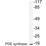 Western Blot - Anti-PGE synthase Antibody (R12-2303) - Antibodies.com