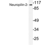 Western Blot - Anti-Neuropilin-2 Antibody (R12-2259) - Antibodies.com