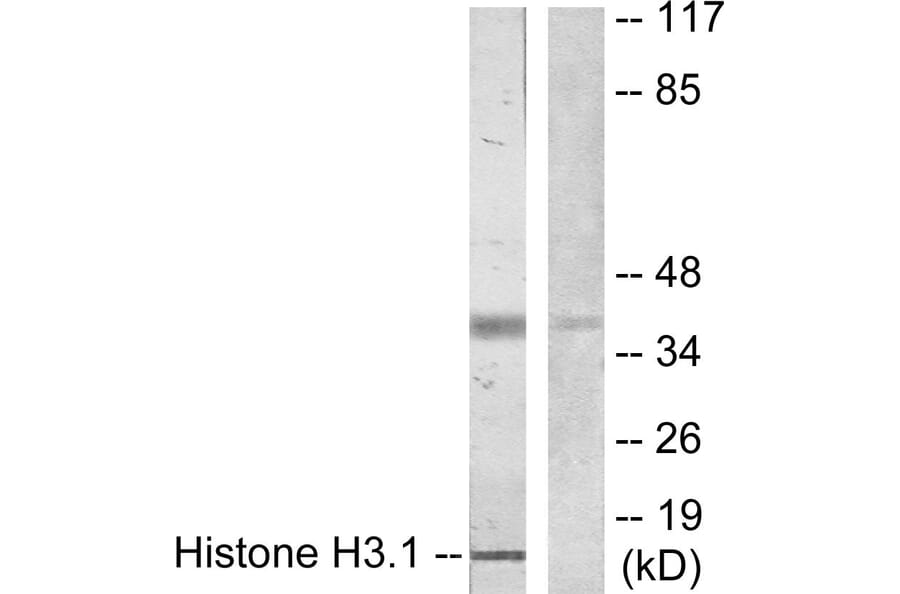 Western Blot - Anti-Histone H3.1 Antibody (B7107) - Antibodies.com