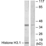 Western Blot - Anti-Histone H3.1 Antibody (B7107) - Antibodies.com