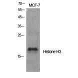 Western Blot - Anti-Histone H3.1 Antibody (B7107) - Antibodies.com