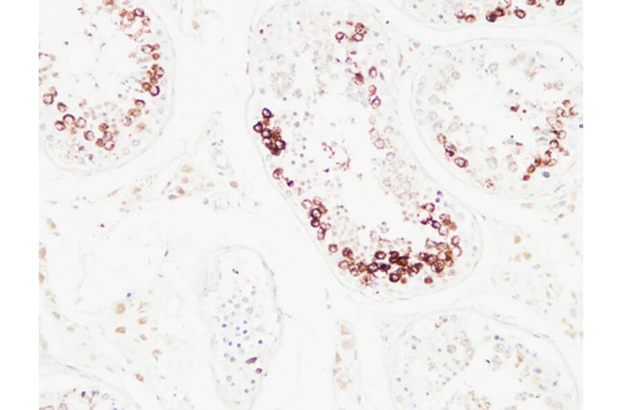 Immunohistochemistry - Anti-Histone H3.1 Antibody (B7107) - Antibodies.com