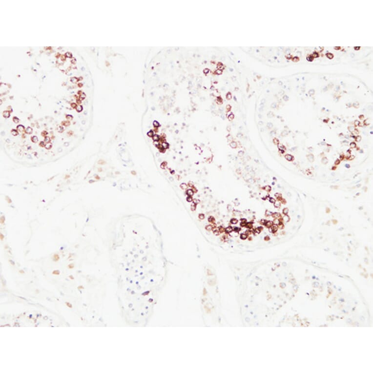 Immunohistochemistry - Anti-Histone H3.1 Antibody (B7107) - Antibodies.com