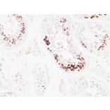 Immunohistochemistry - Anti-Histone H3.1 Antibody (B7107) - Antibodies.com