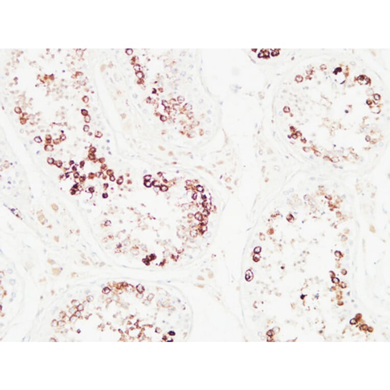 Immunohistochemistry - Anti-Histone H3.1 Antibody (B7107) - Antibodies.com
