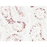 Immunohistochemistry - Anti-Histone H3.1 Antibody (B7107) - Antibodies.com