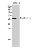 Western Blot - Anti-Doublecortin Antibody (B0637) - Antibodies.com