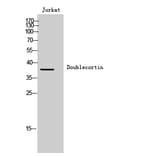 Western Blot - Anti-Doublecortin Antibody (B8337) - Antibodies.com