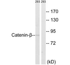 Western Blot - Anti-Catenin-beta Antibody (B8009) - Antibodies.com