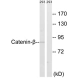 Western Blot - Anti-Catenin-beta Antibody (B8009) - Antibodies.com