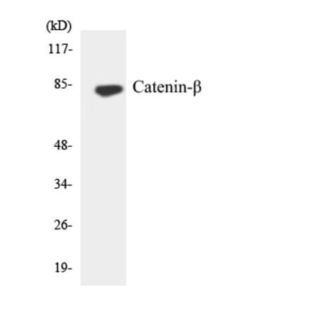 Western Blot - Anti-Catenin-beta Antibody (R12-2571) - Antibodies.com