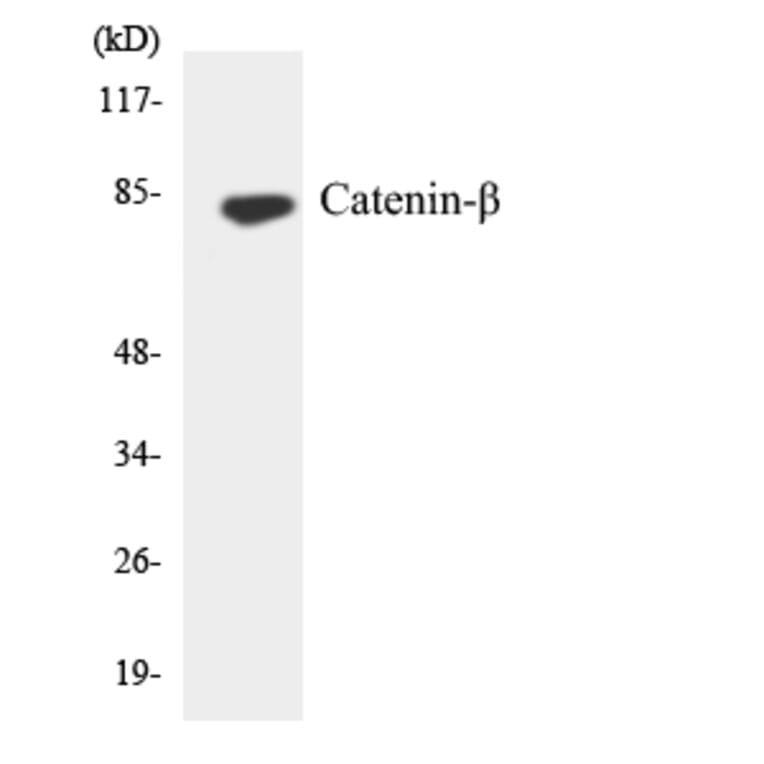 Western Blot - Anti-Catenin-beta Antibody (R12-2571) - Antibodies.com