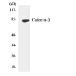 Western Blot - Anti-Catenin-beta Antibody (R12-2571) - Antibodies.com