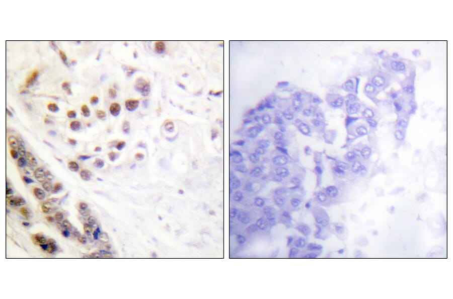 Immunohistochemistry - Anti-Histone H2A Antibody (D0022) - Antibodies.com