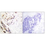 Immunohistochemistry - Anti-Histone H2A Antibody (D0022) - Antibodies.com