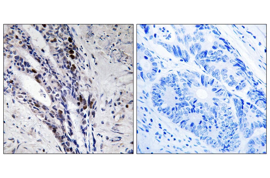 Immunohistochemistry - Anti-Histone H2A Antibody (B8247) - Antibodies.com
