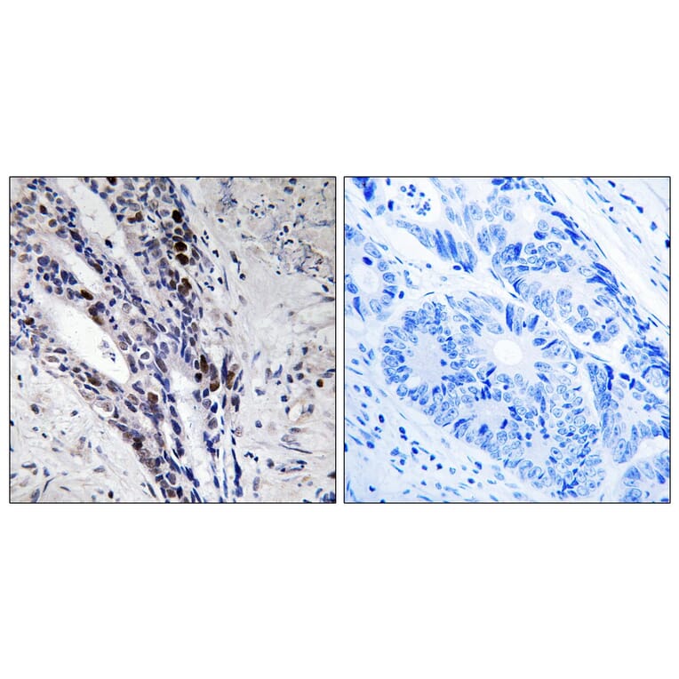 Immunohistochemistry - Anti-Histone H2A Antibody (B8247) - Antibodies.com