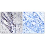 Immunohistochemistry - Anti-Histone H2A Antibody (B8247) - Antibodies.com